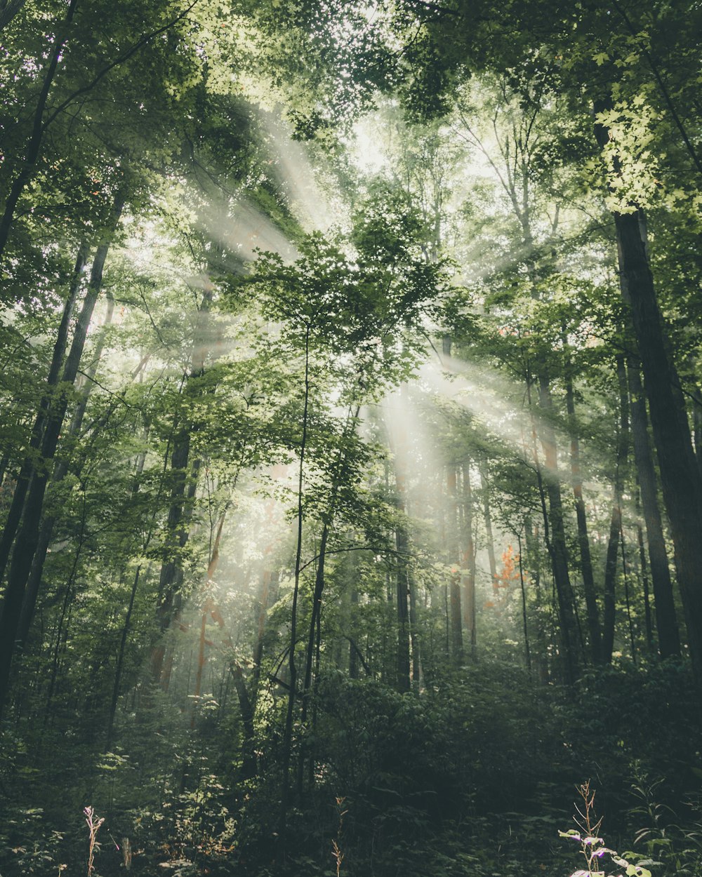 la lumière perce à travers les arbres