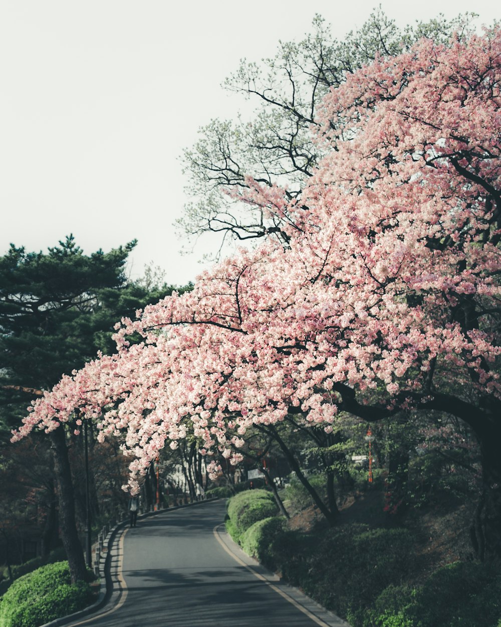 blühende rosa Kirschblüten in der Nähe der Straße