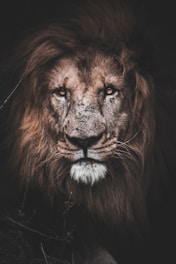 photo of brown lion