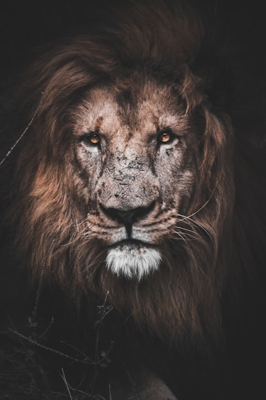 photo of brown lion