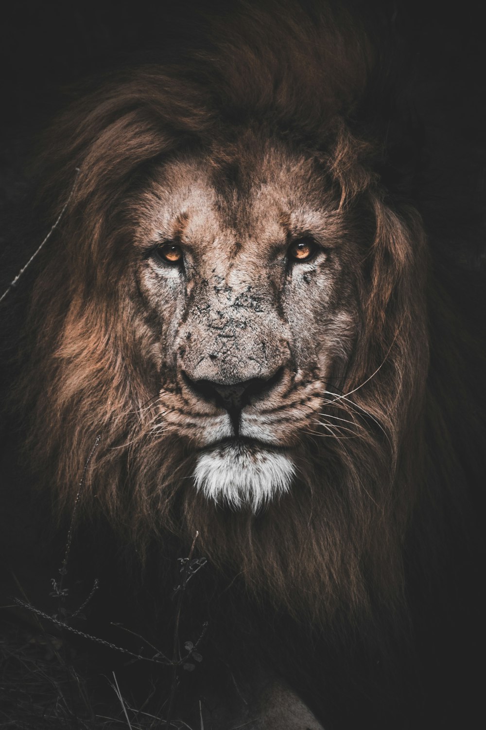 Foto de león marrón