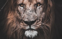 photo of brown lion