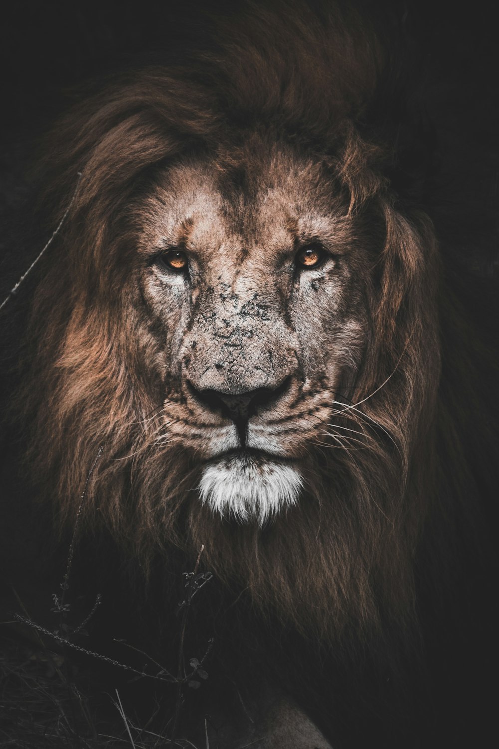 brown lion looking up in macro lens