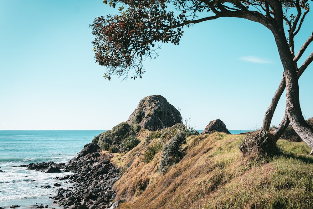 árvore ao lado do mar