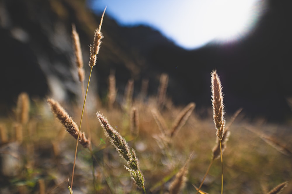 close up photography of brown wheat