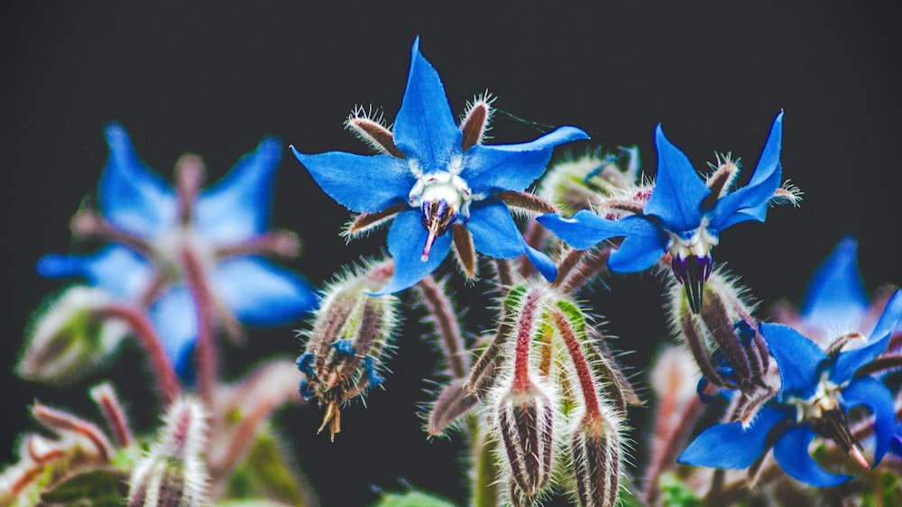 women's blue-and-black flowers