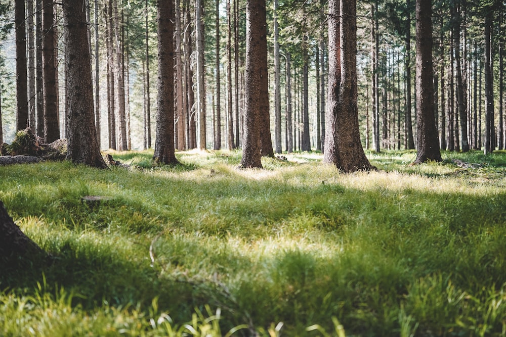 green trees