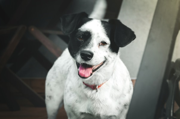 A black and white dog with a happy expression, featuring a pink tongue and upright ears, stands in a slightly blurred indoor setting. The dog appears to be friendly and approachable.