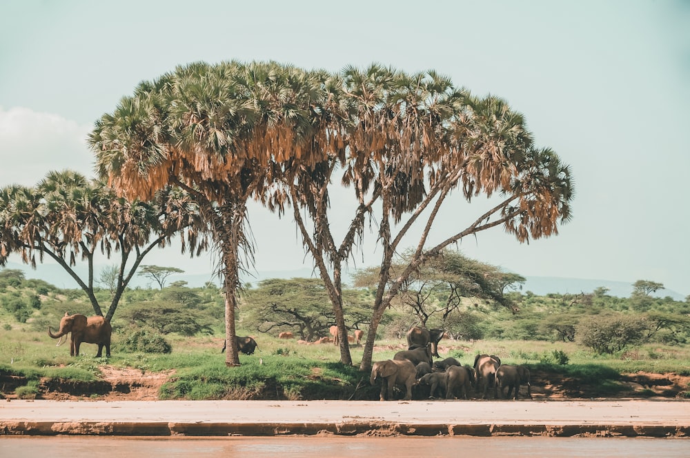 elephants near trees