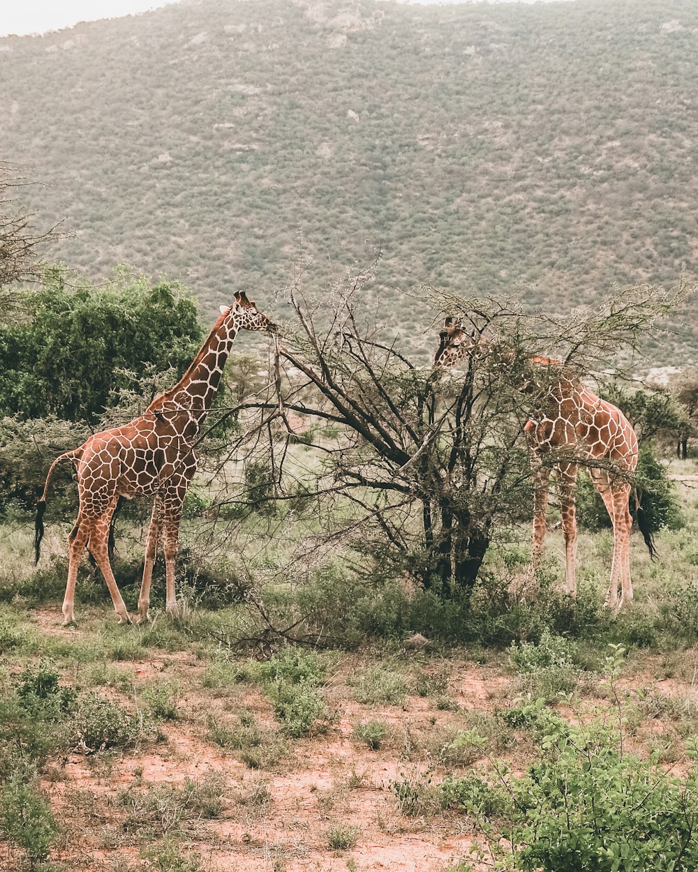 giraffe beside tree