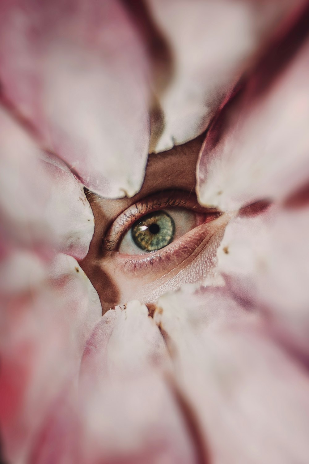 person's eye