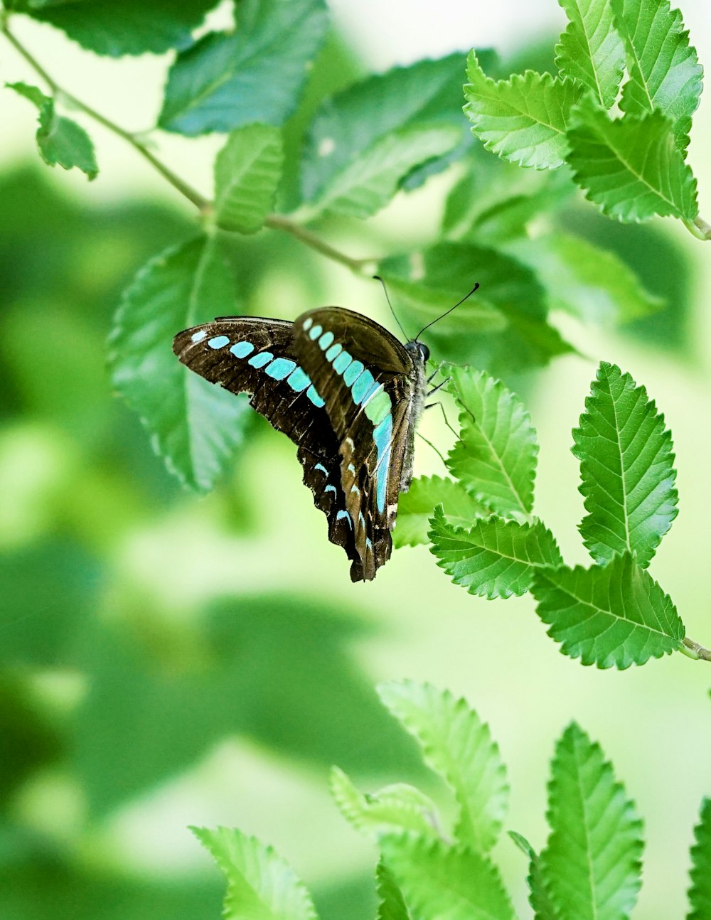 black and blue butterfly