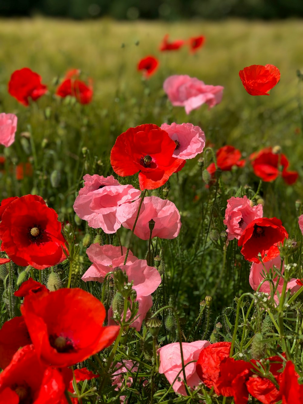 flores de amapola rojas y rosadas