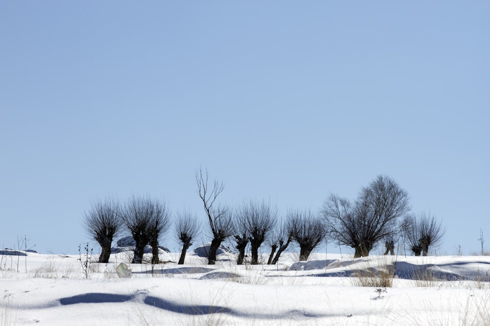 trees covered in snow