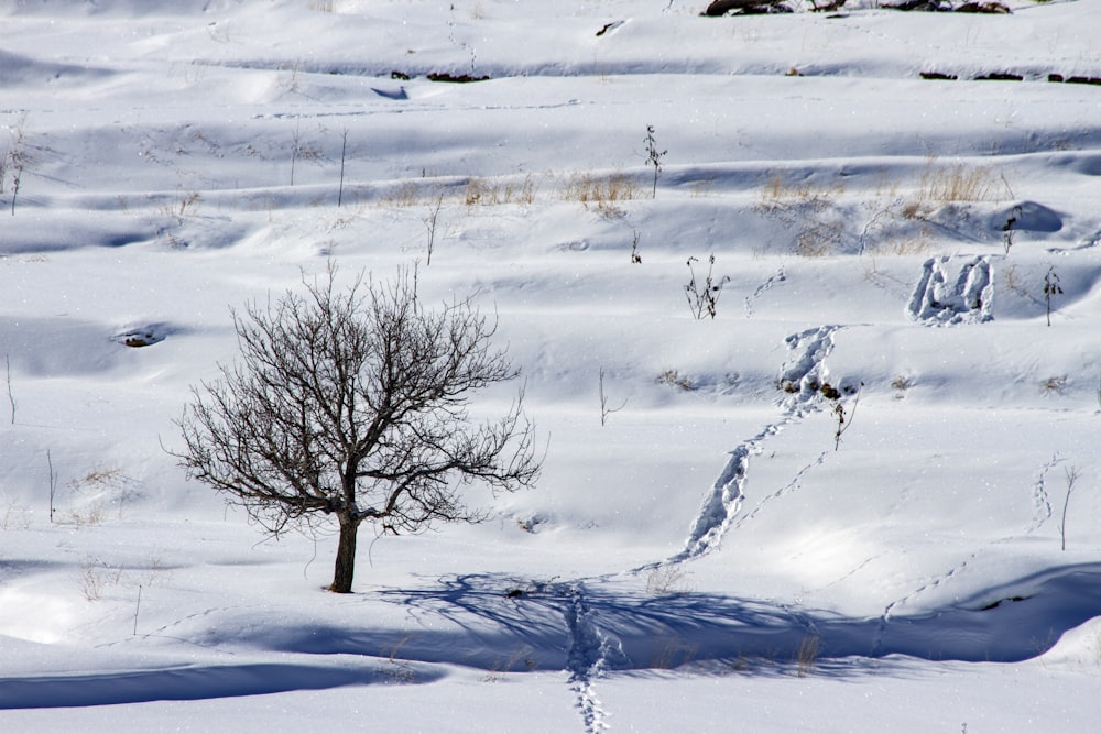 bare tree on icy surface