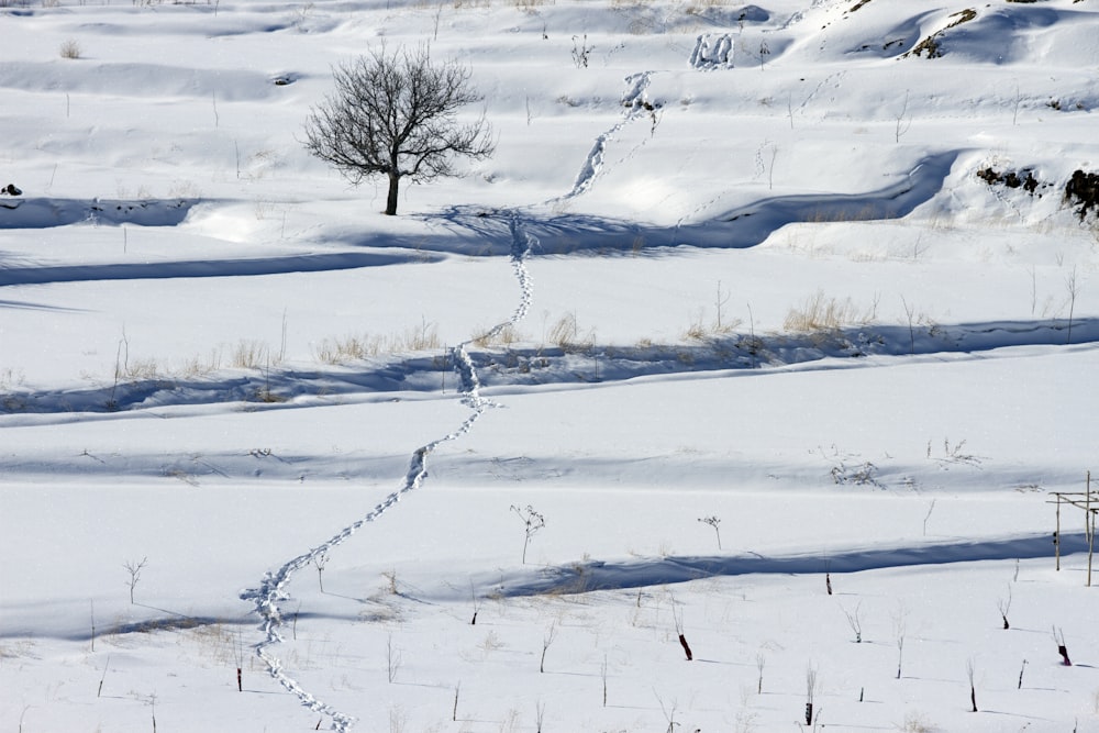 black bare tree on snow