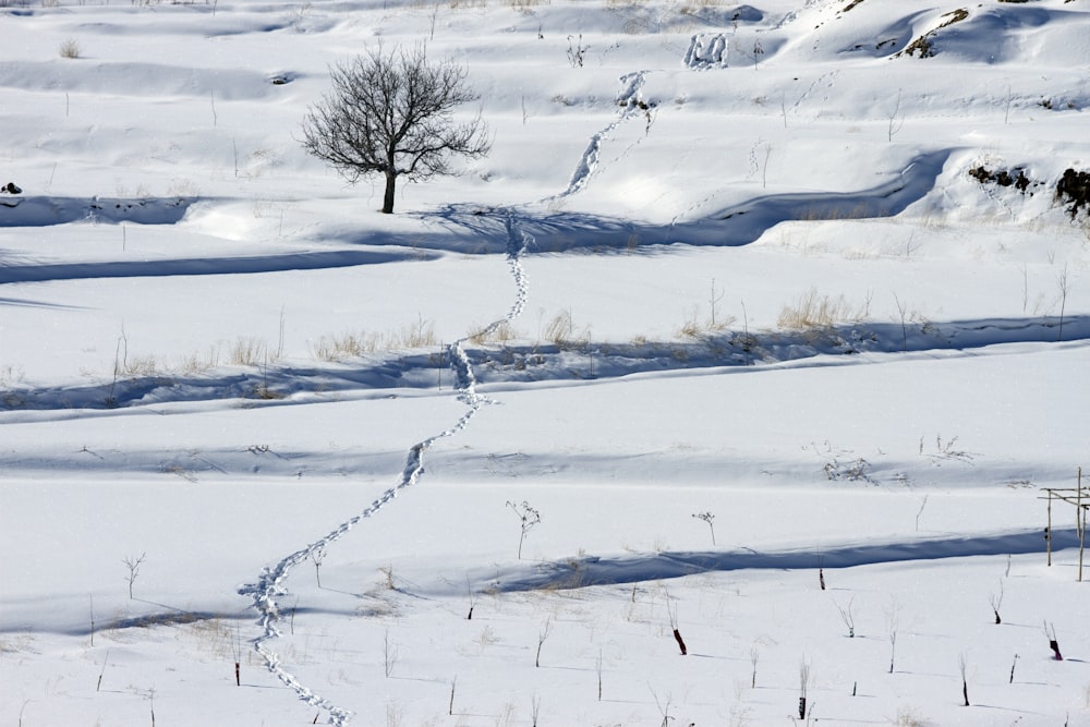 schwarzer kahler Baum auf Schnee