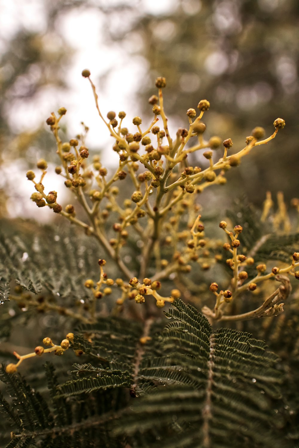 green leafed plant