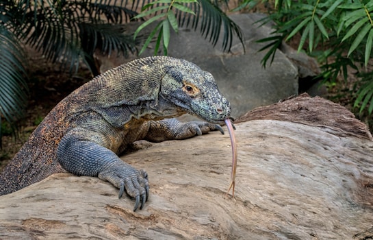 A Komodo dragon is perched on a large piece of wood with its tongue extended. Its scaly skin displays a pattern of earthy tones including gray, brown, and hints of orange. The background is lush with green leaves, suggesting a natural habitat.