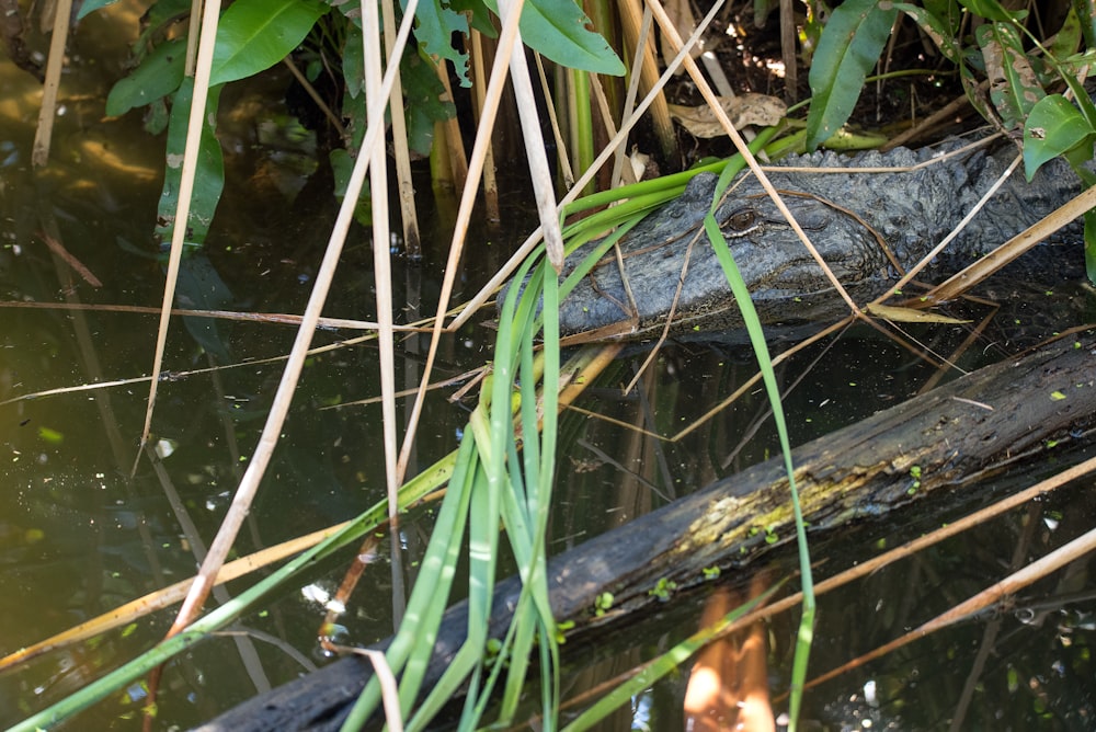 gray alligator on body of water