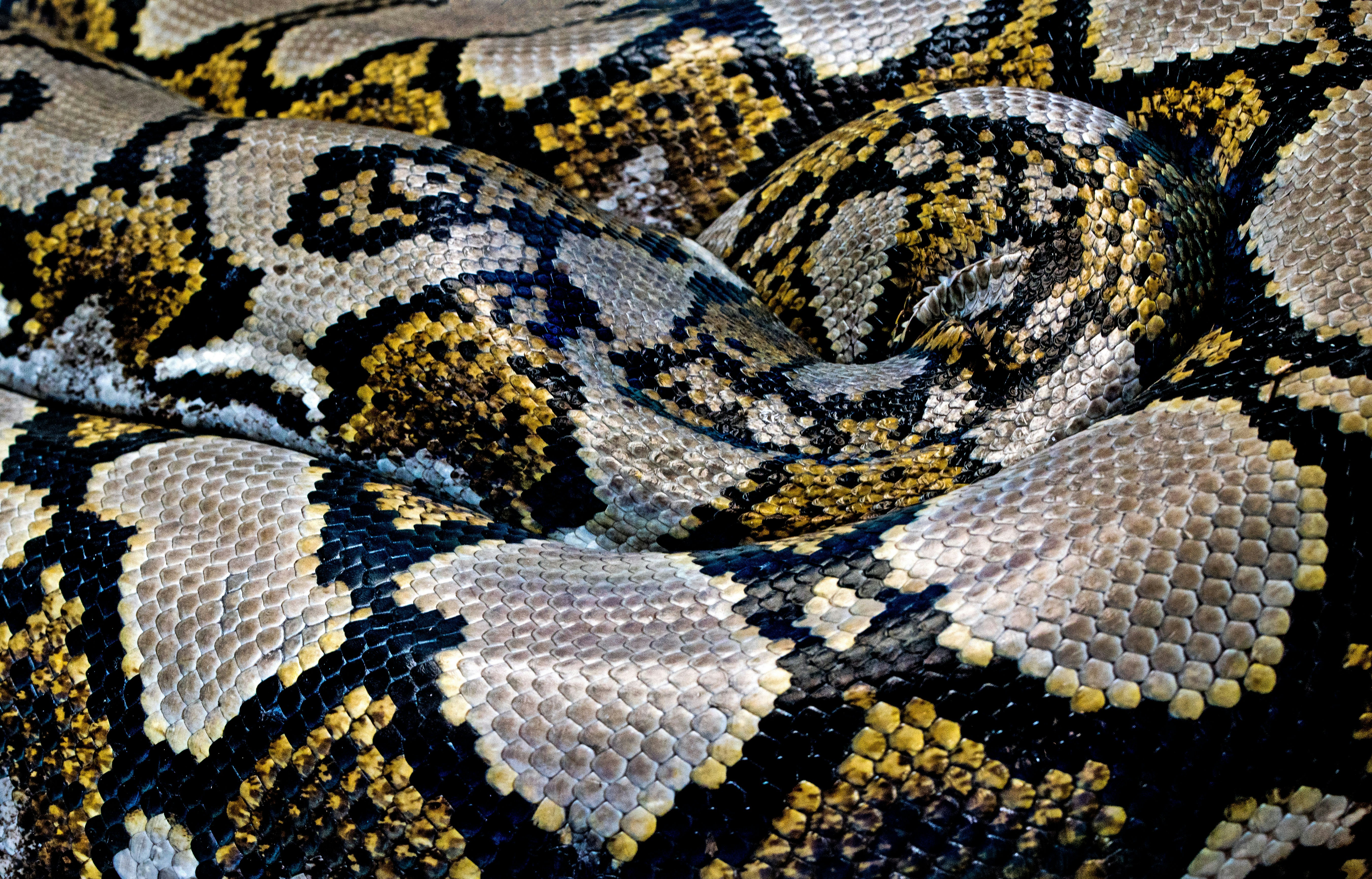 python