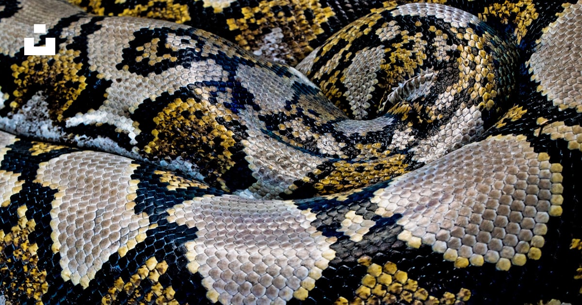 Black, yellow, and gray python photo – Free Pattern Image on Unsplash