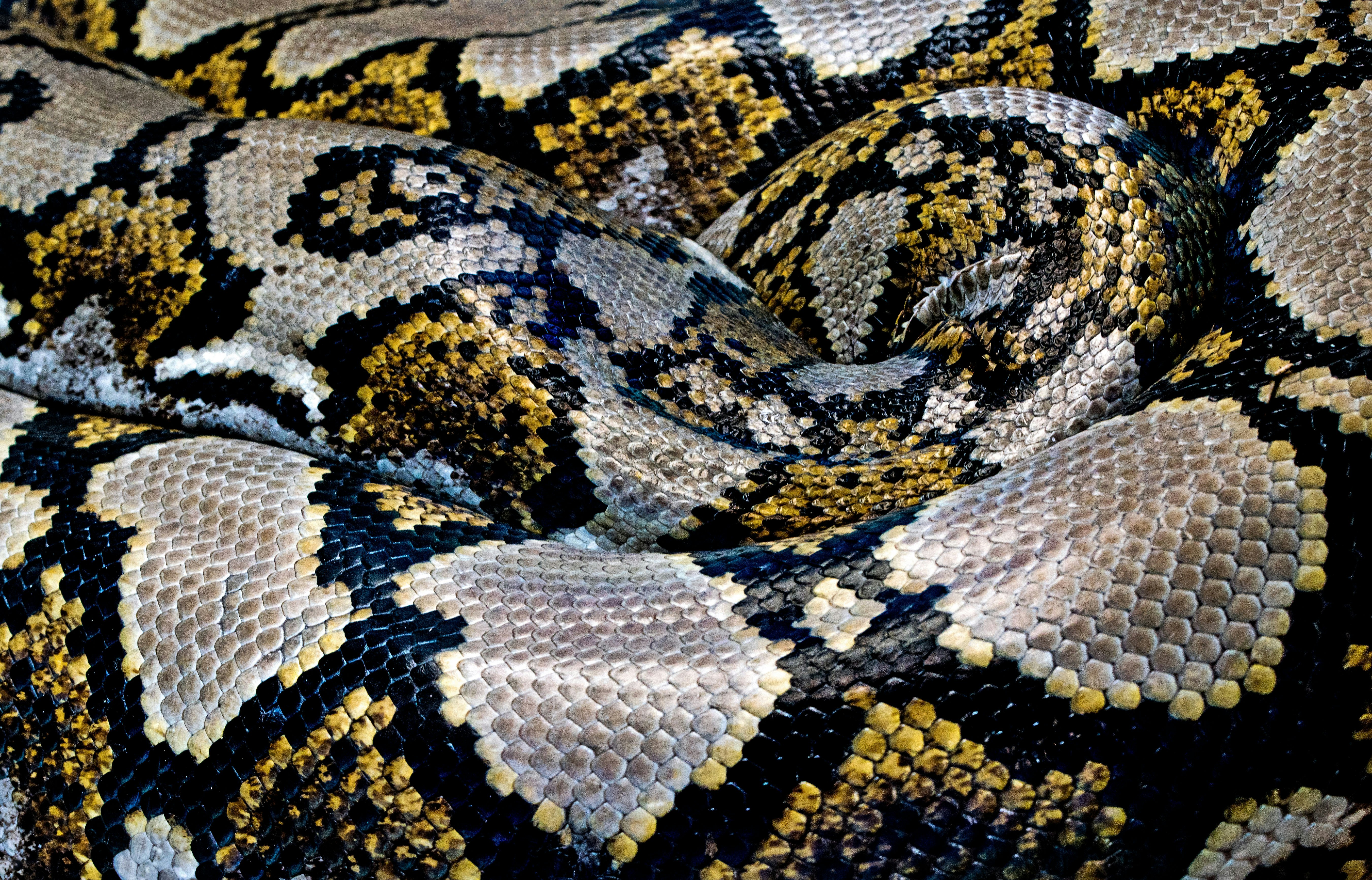 black, yellow, and gray python