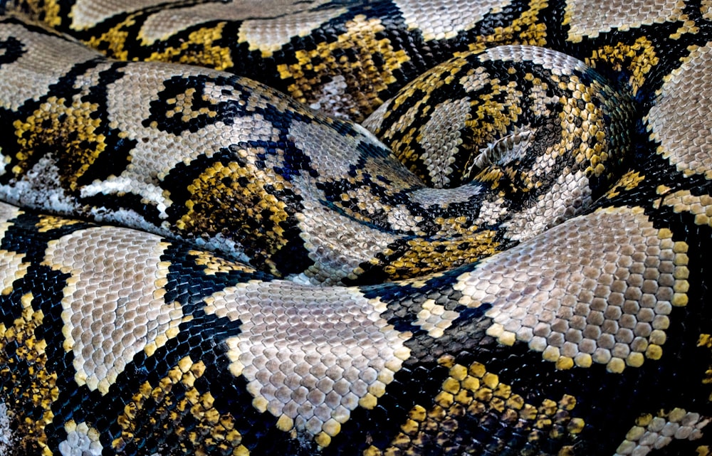 검은 색, 노란색 및 회색 비단뱀