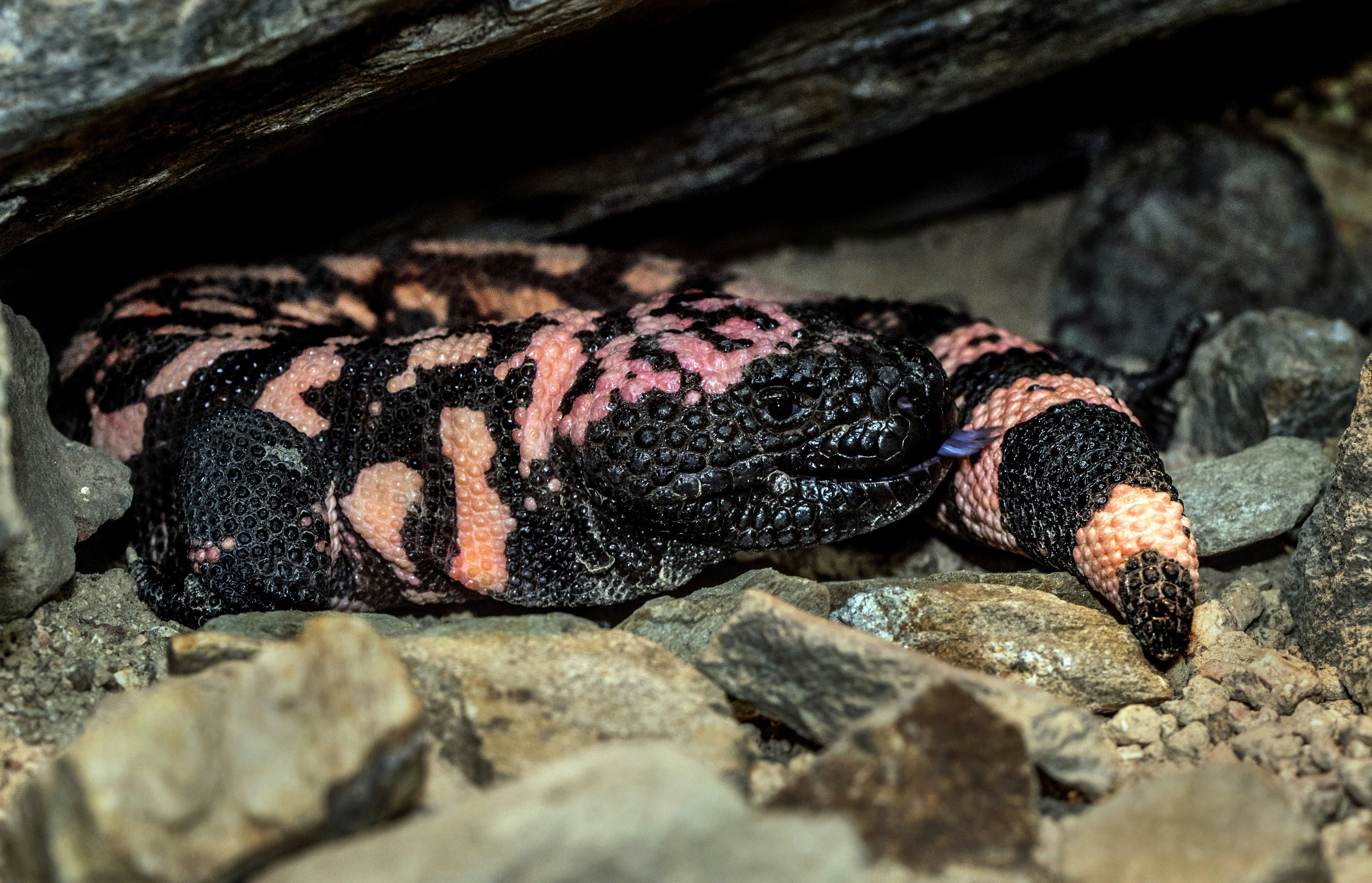 Gila Monster Pictures | Download Free Images on Unsplash