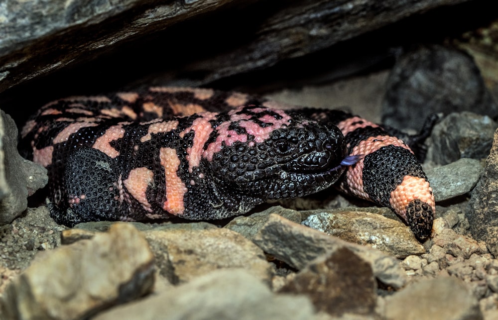 black and pink snake