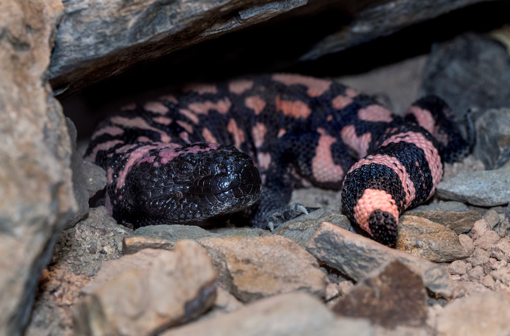 black and pink snake