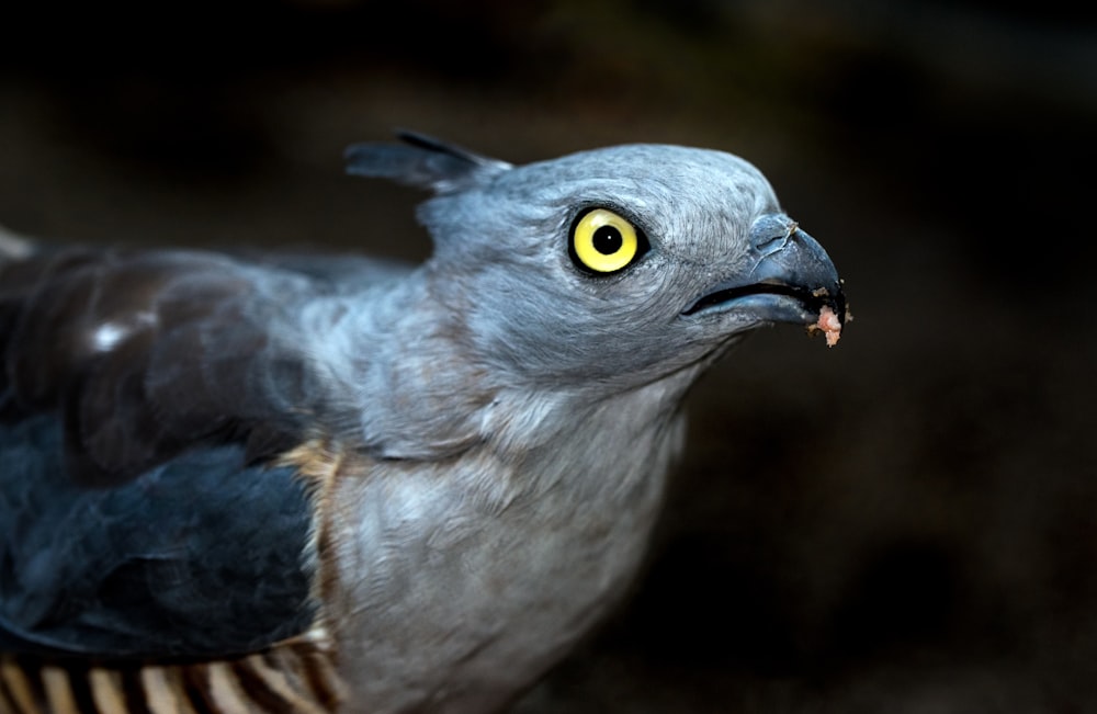 photo of gray and blue bird