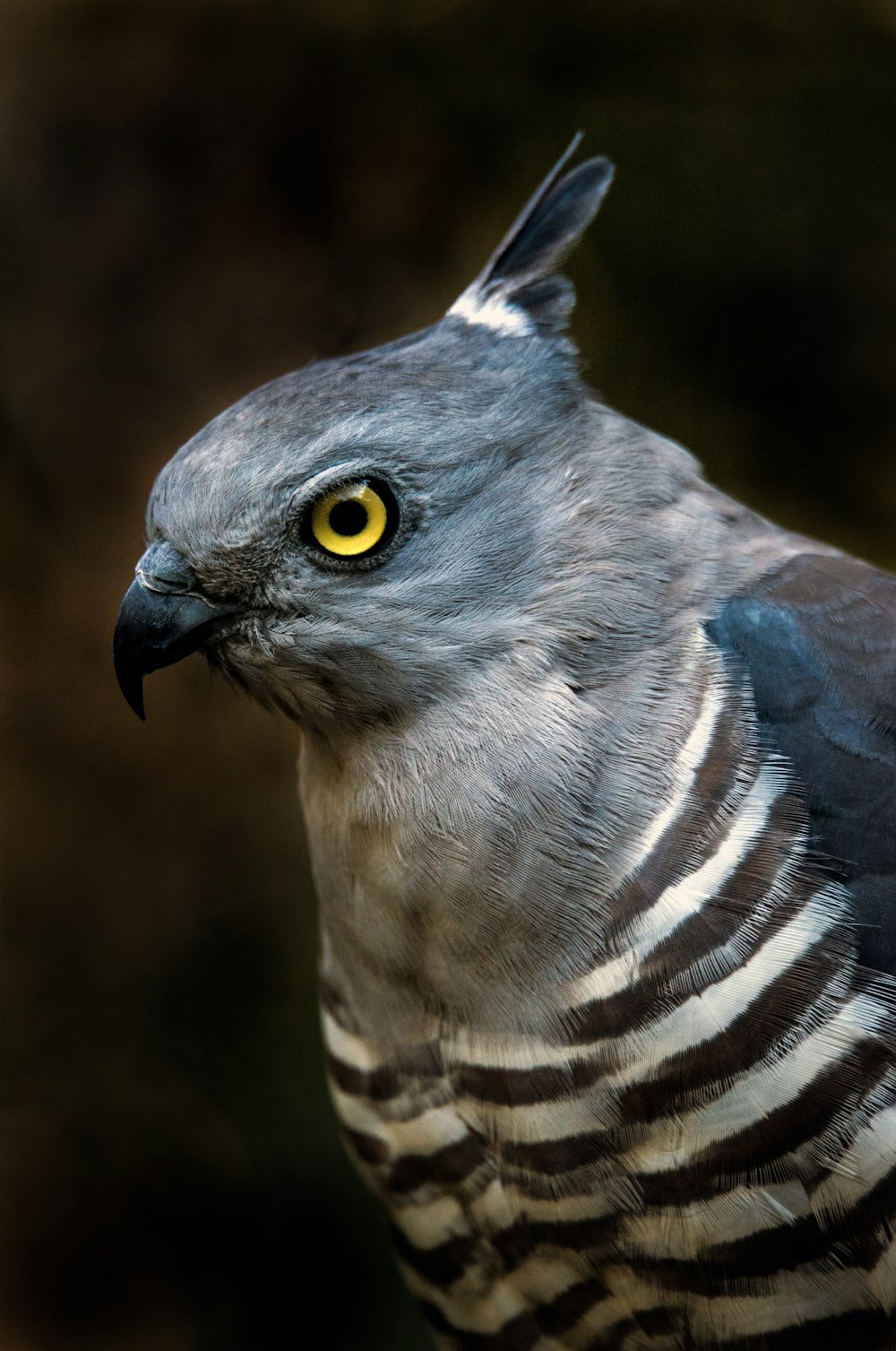 Foto eines grau-weißen Vogels