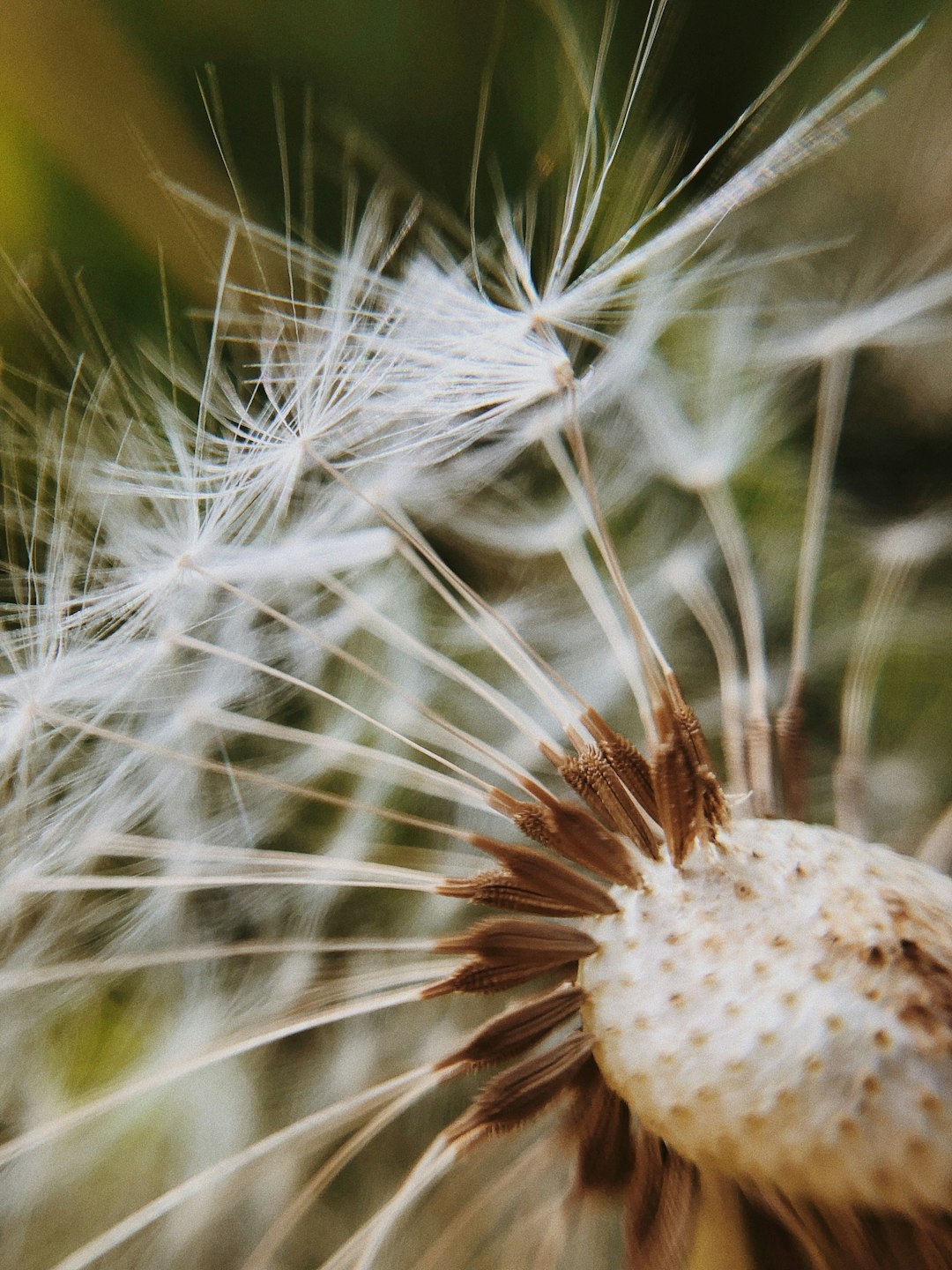 white dandelion