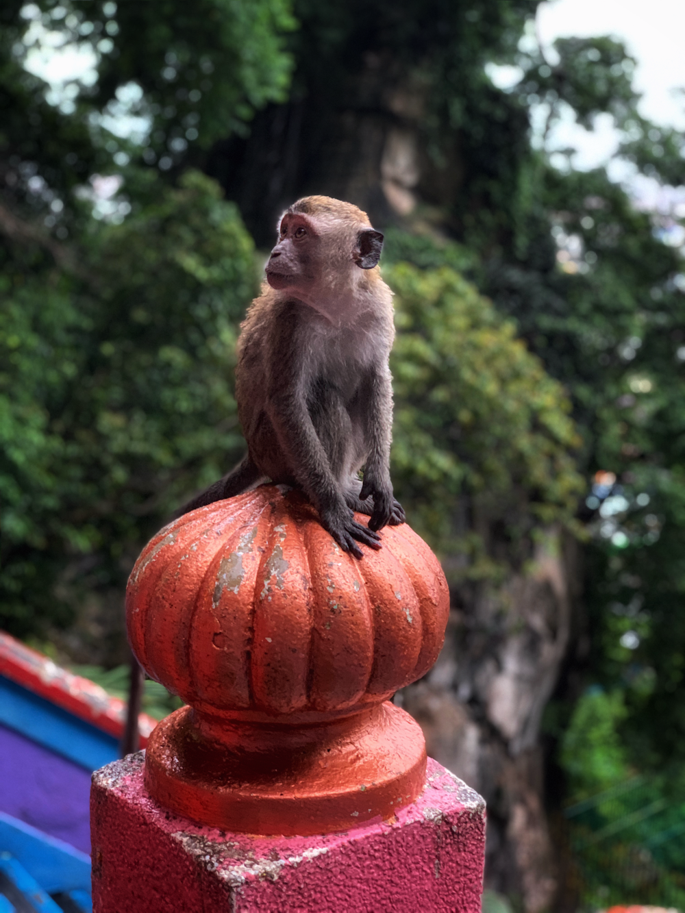 brown monkey during daytime