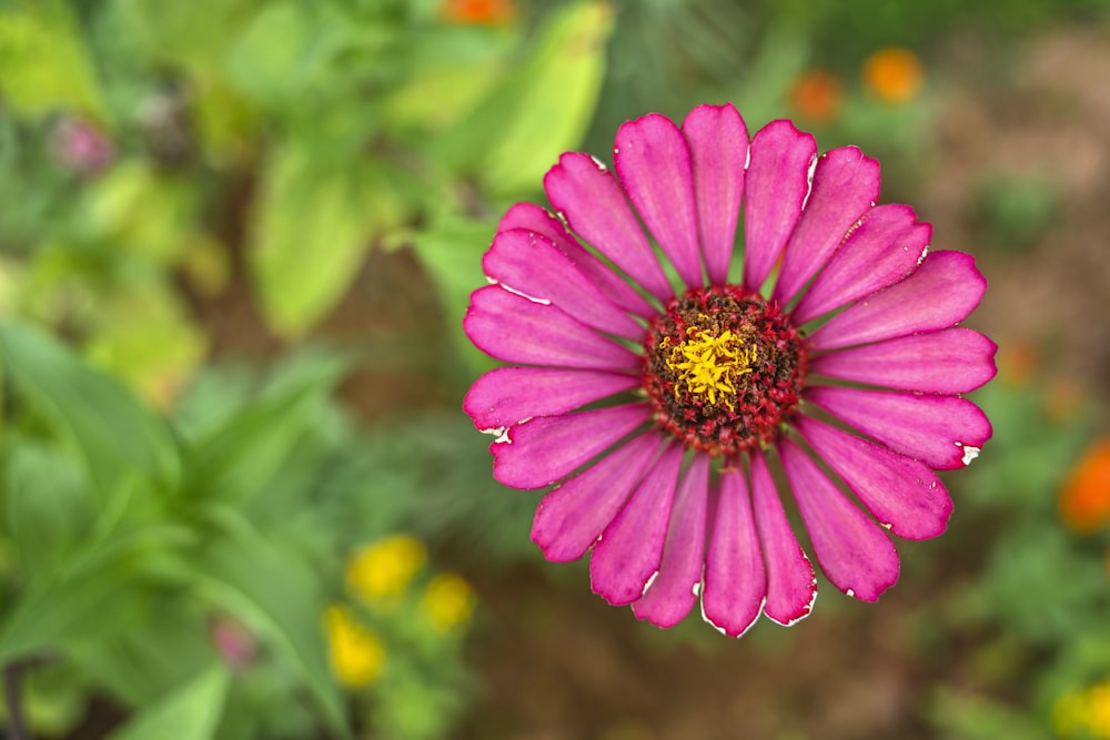 pink flower macro photography