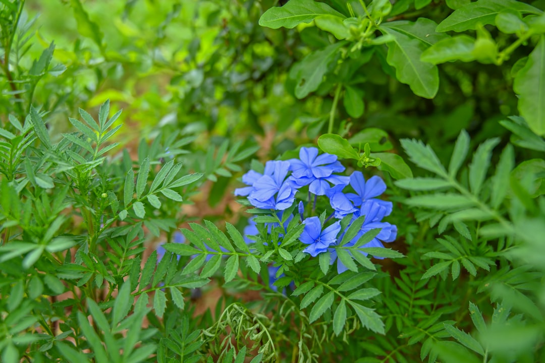 photo of purple flowers