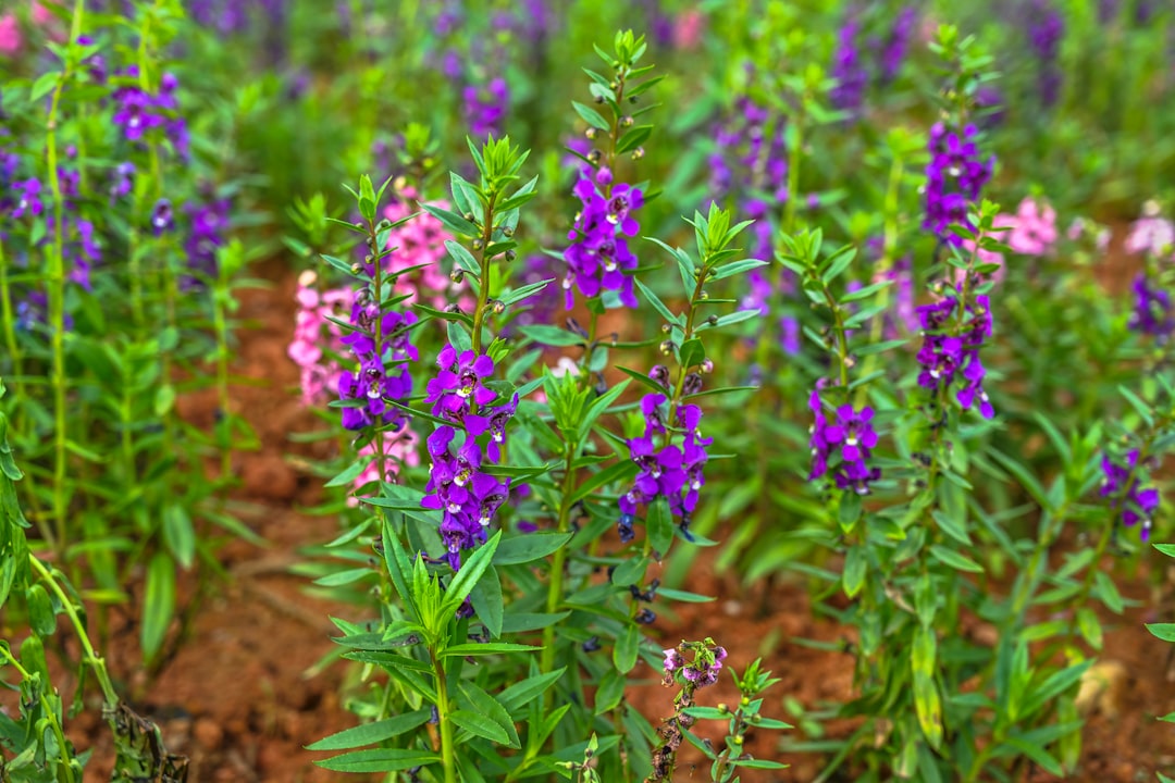 green-leafed plant with purple flowers