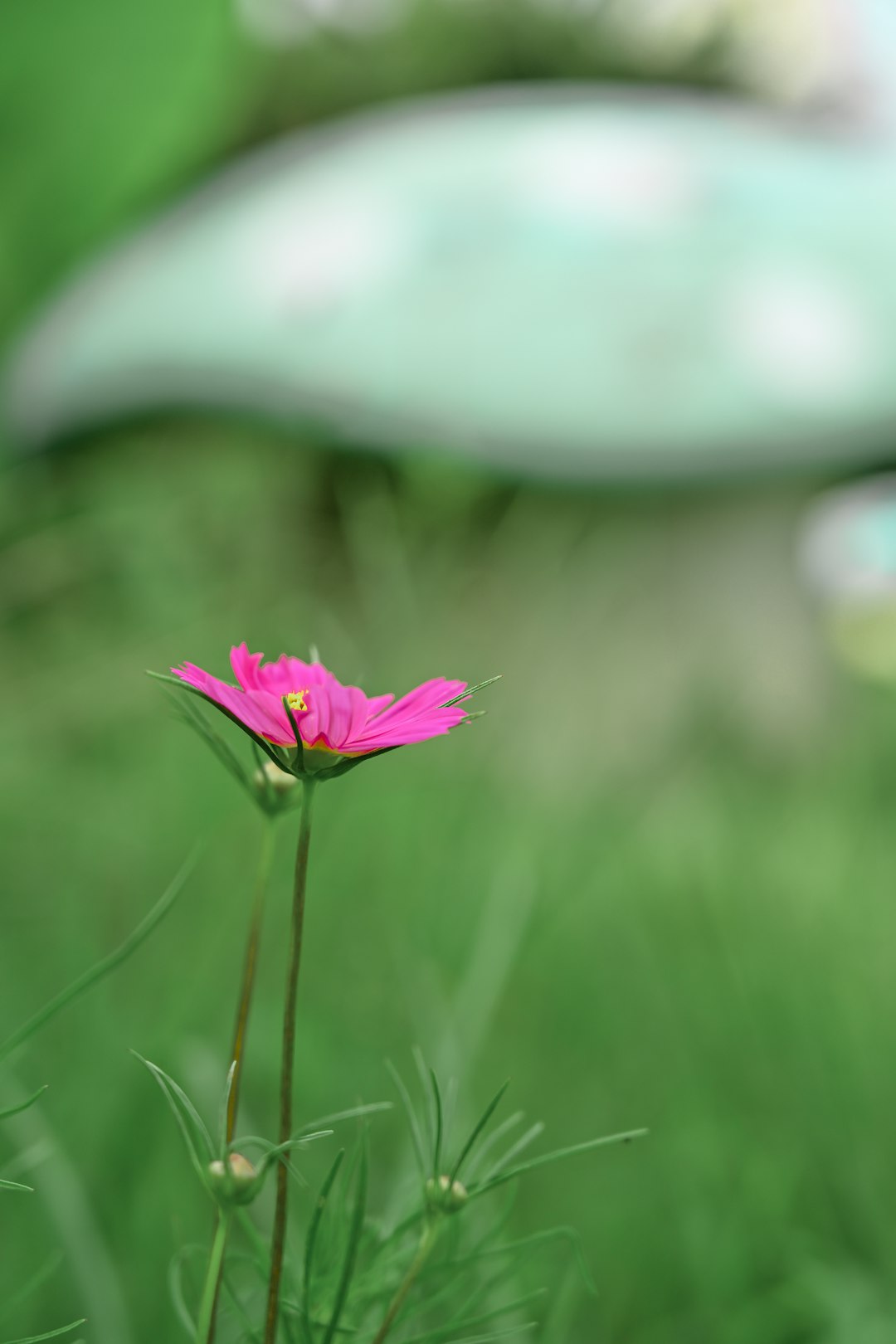 photo of purple flower