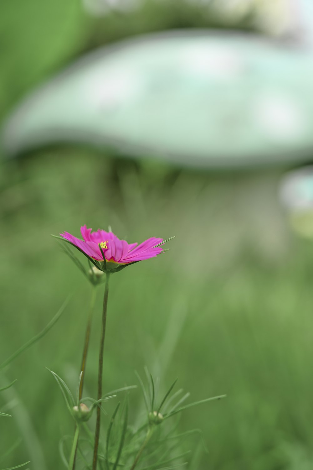 photo of purple flower