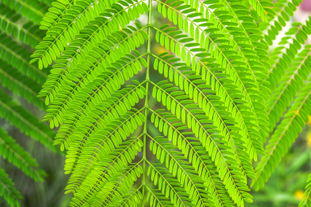 green leaf plant close-up photography
