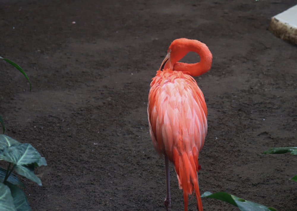 orange flamingo bird