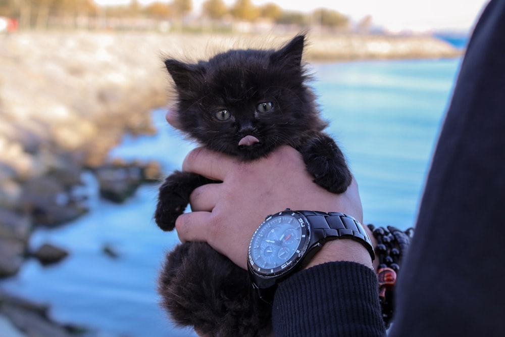 short-coated black kitten