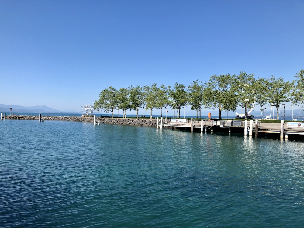 field of green trees beside body of water