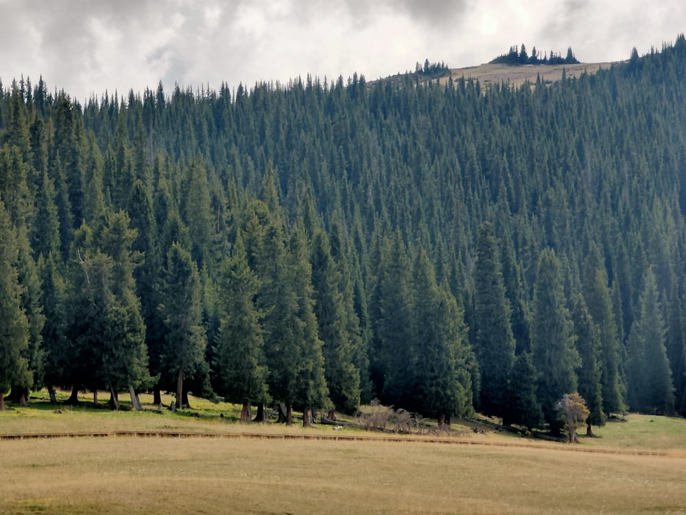 green pine trees growing at the hill