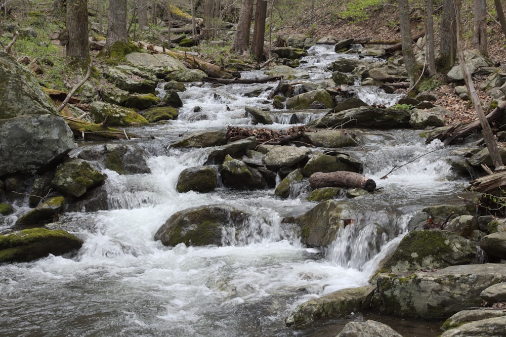 body of water near trees