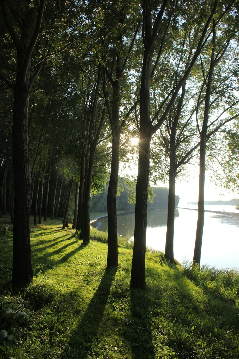 alberi verdi accanto allo specchio d'acqua durante il giorno