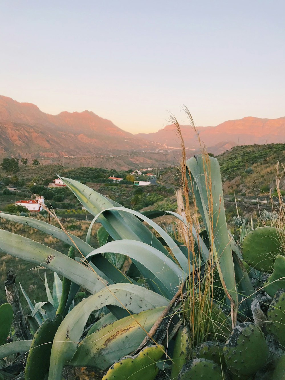 Plantes à feuilles vertes et vue sur la montagne