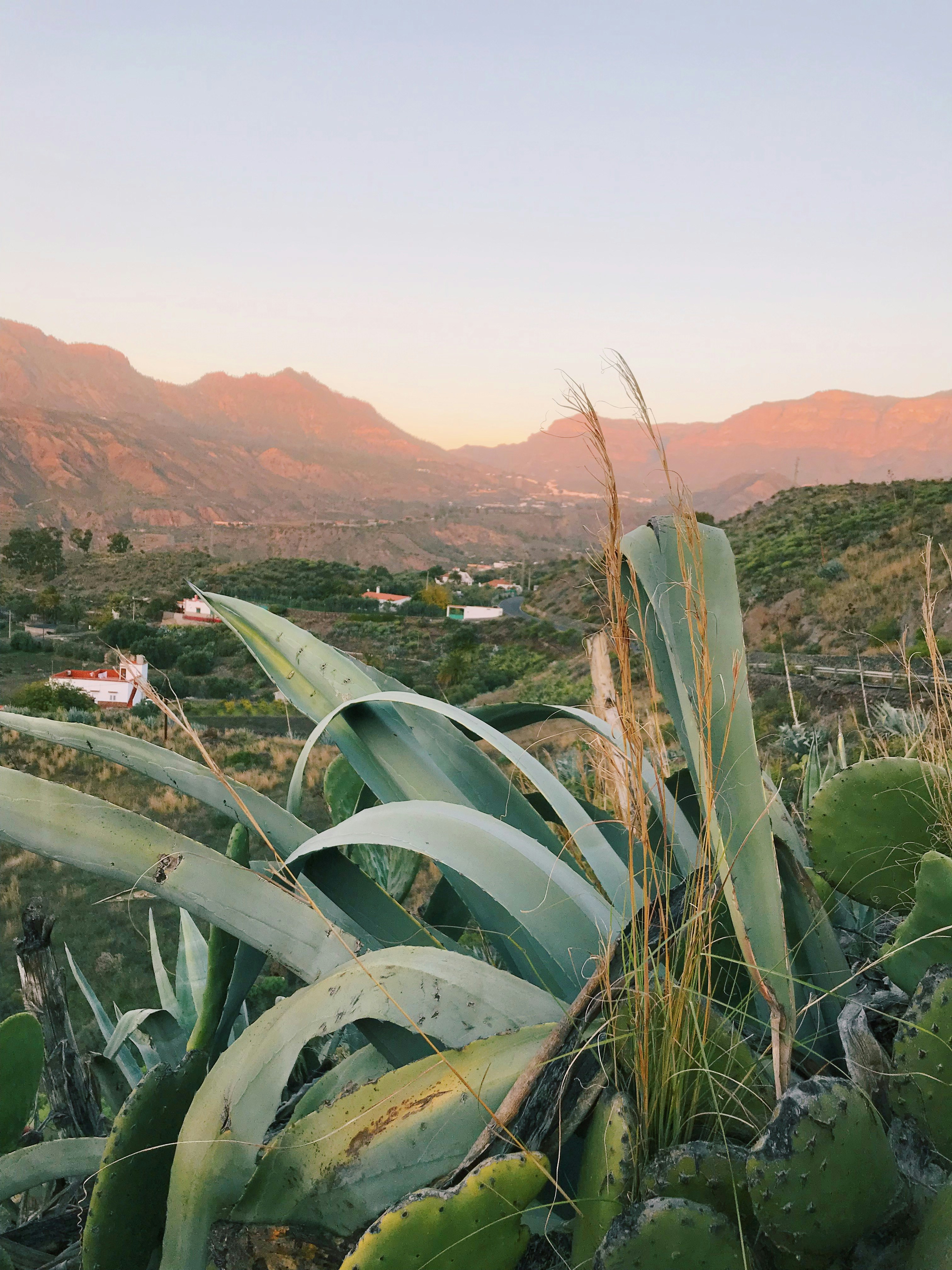 green-leafed plants and mountain view