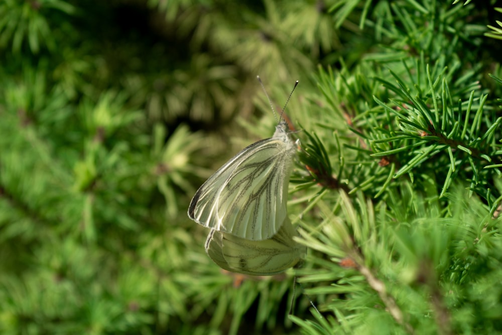 white butterfly